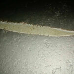 Commissioning Faster Blaster - Argentina